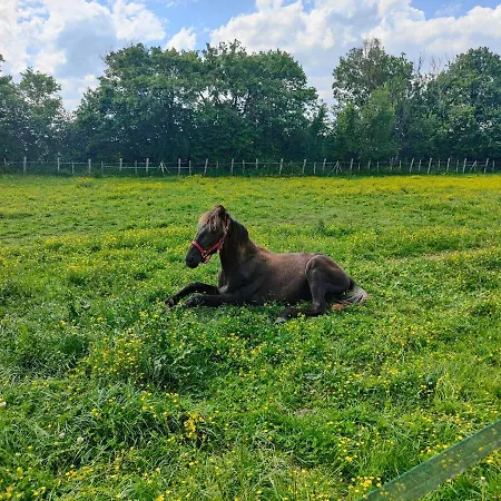 펜션 In Equestrian *