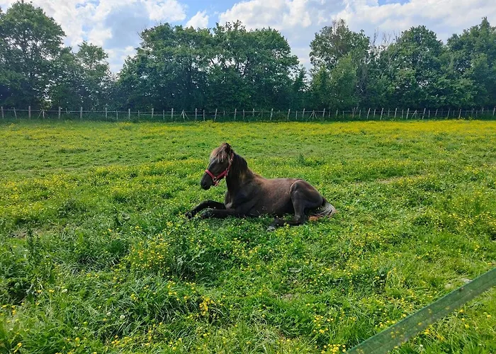 Hébergement de vacances In Equestrian *